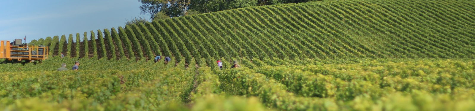 Wines to pair with a Supra